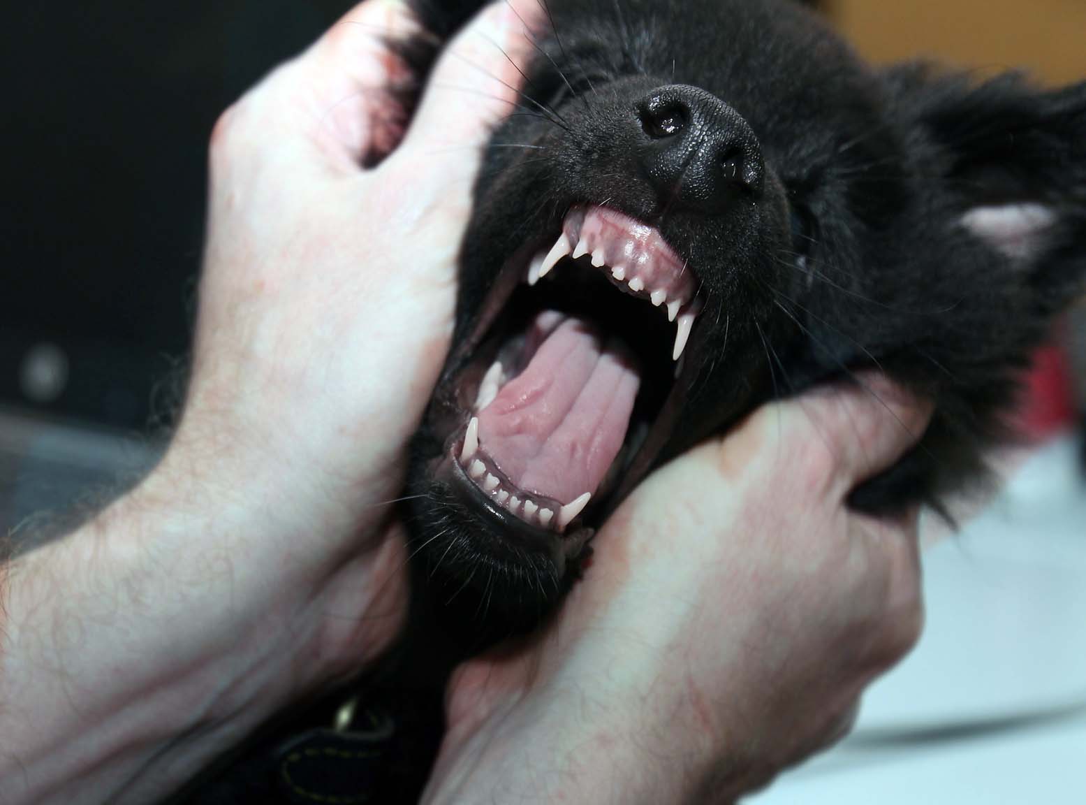 köpekler neden ayak ucunda uyur