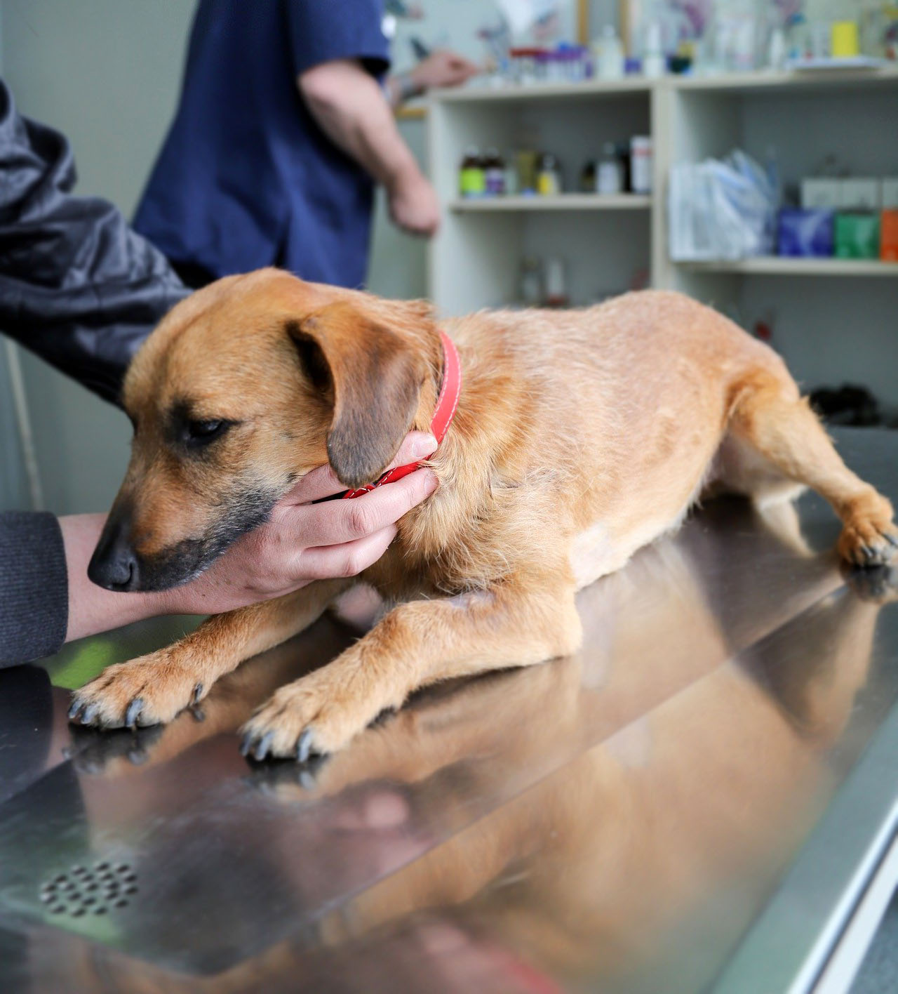 Yavru Köpeklerde Aşının Önemi ve Aşı Takvimi