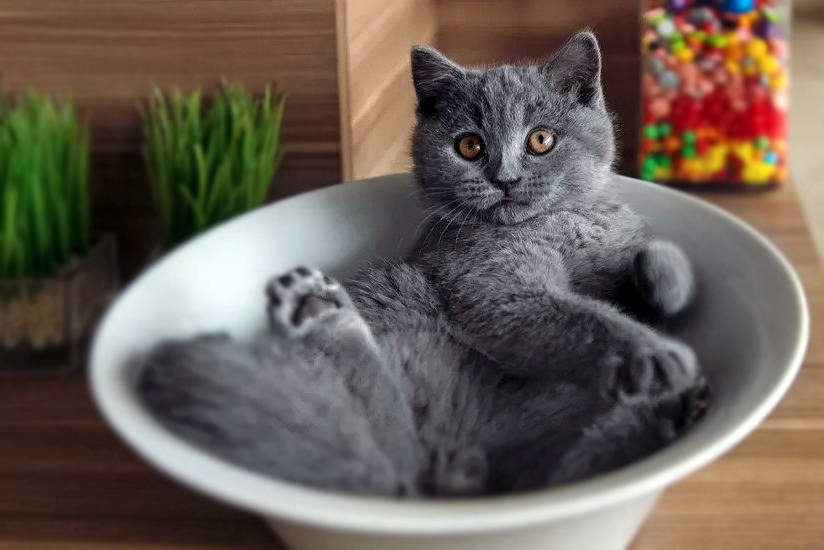 Gri Renkleriyle Öne Çıkan 8 Farklı Kedi Irkı