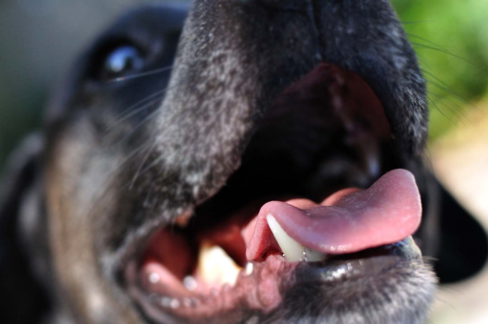 Yavru Köpeklerde Süt Dişi Değişimi ve Gelişimi