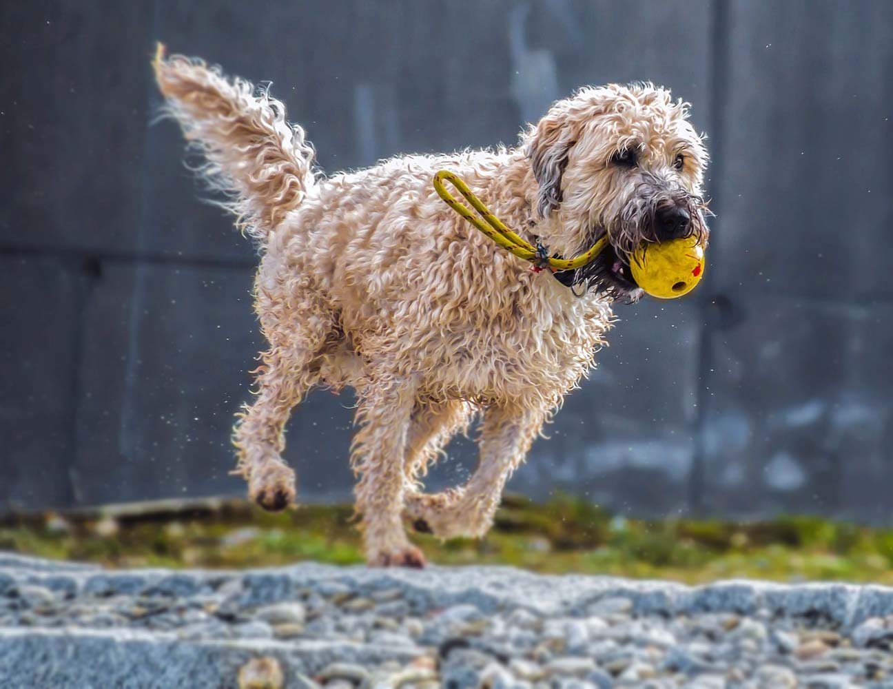 Yürüyüşe Çıkan Köpeklerin Dikkati Neden Dağılır?