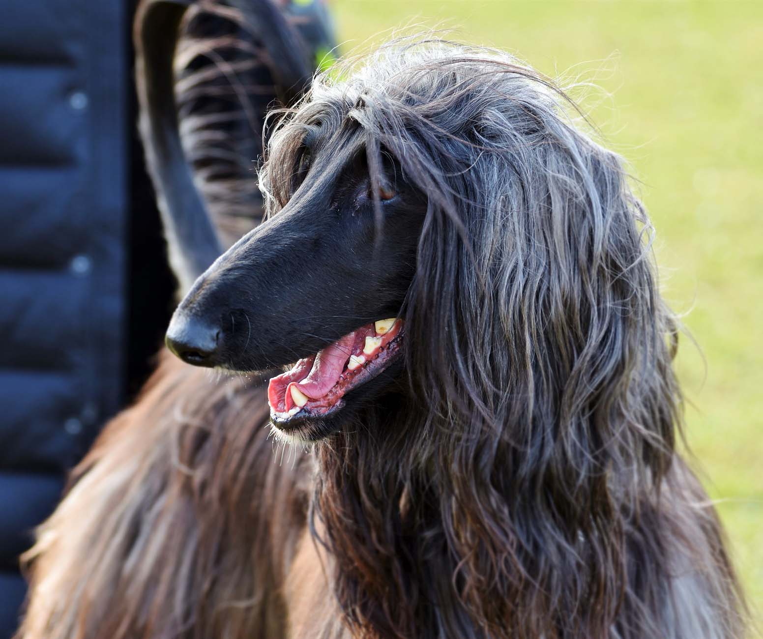 İlginç Bir Irk Afgan Tazı Köpeği Bakımı ve Karakteri