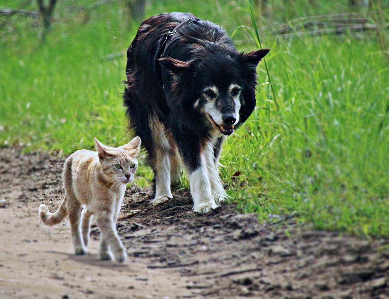 Kedi ve Köpekler Genital Bölgelerini Neden Yalama İhtiyacı Duyar?