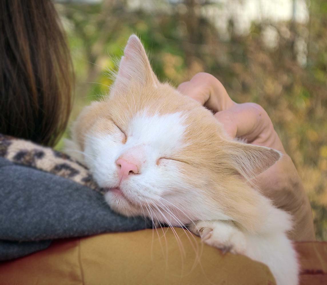 kedi dili çiçeği