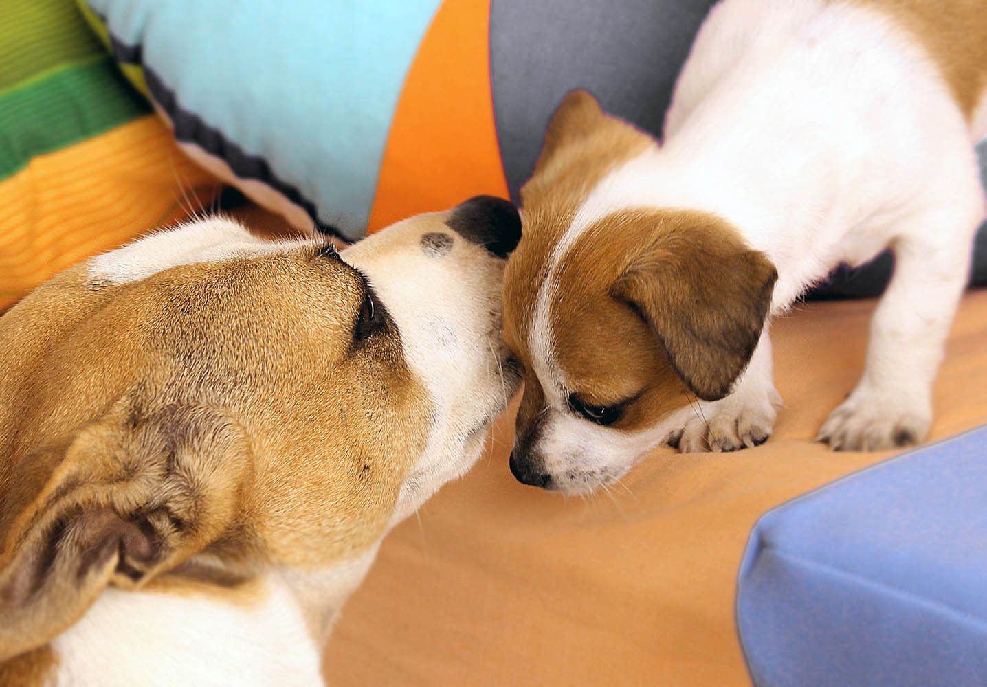 Köpekler Neden Herşeyi Koklama İhtiyacı Hisseder?