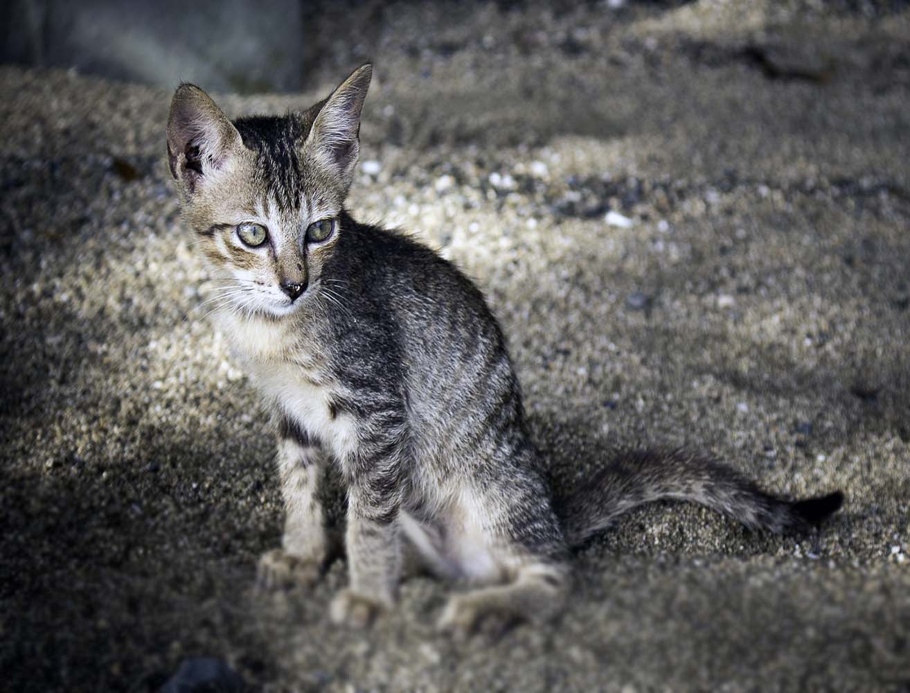 5 Maddeyle Evinizde Kaç Tane Kedi Tuvaletine Sahip Olmanız Gerektiği