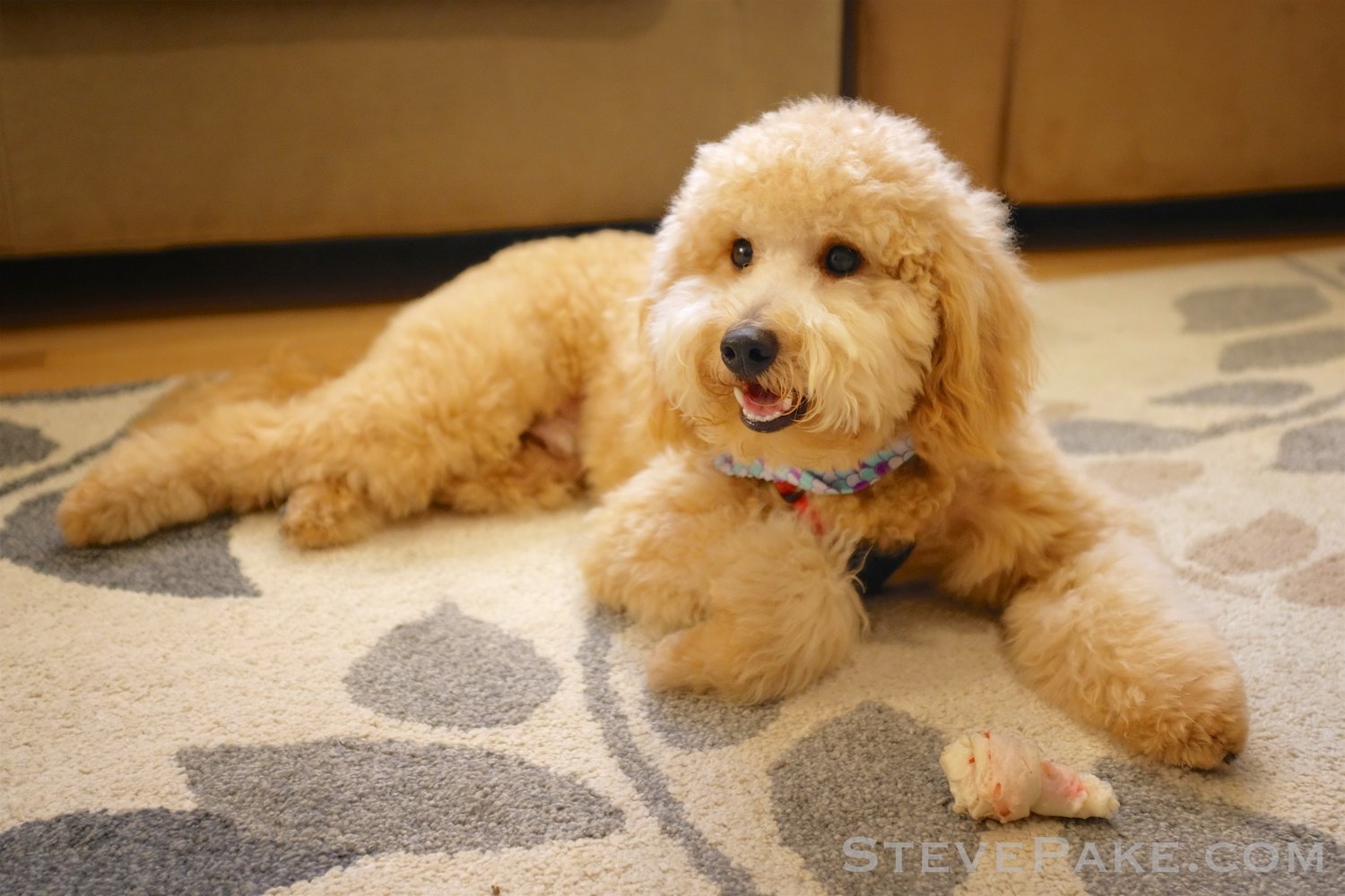 Goldendoodle Hakkında Bilinmesi Gerekenler