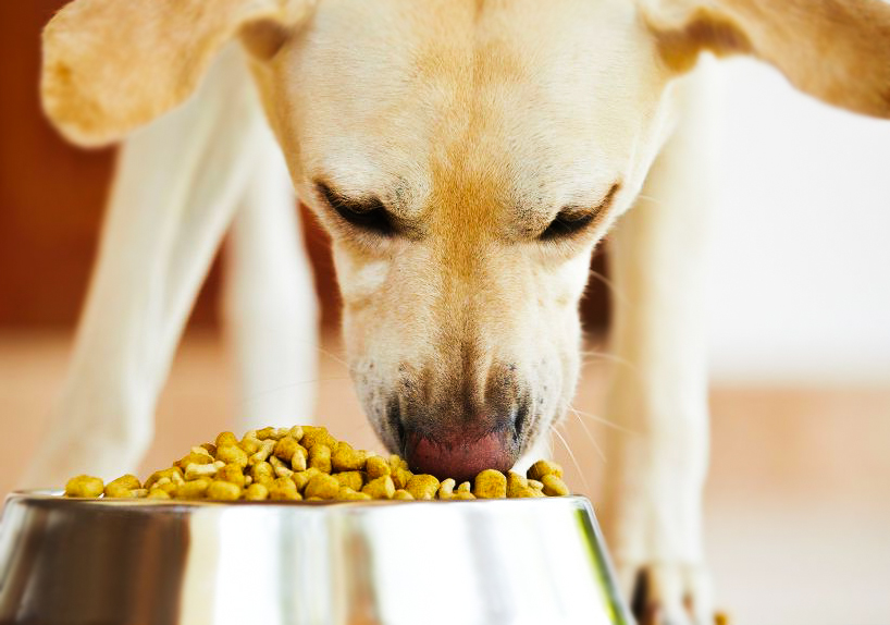 Köpeklere Verilmemesi Gereken Zehir Etkisi Yaratan besinler