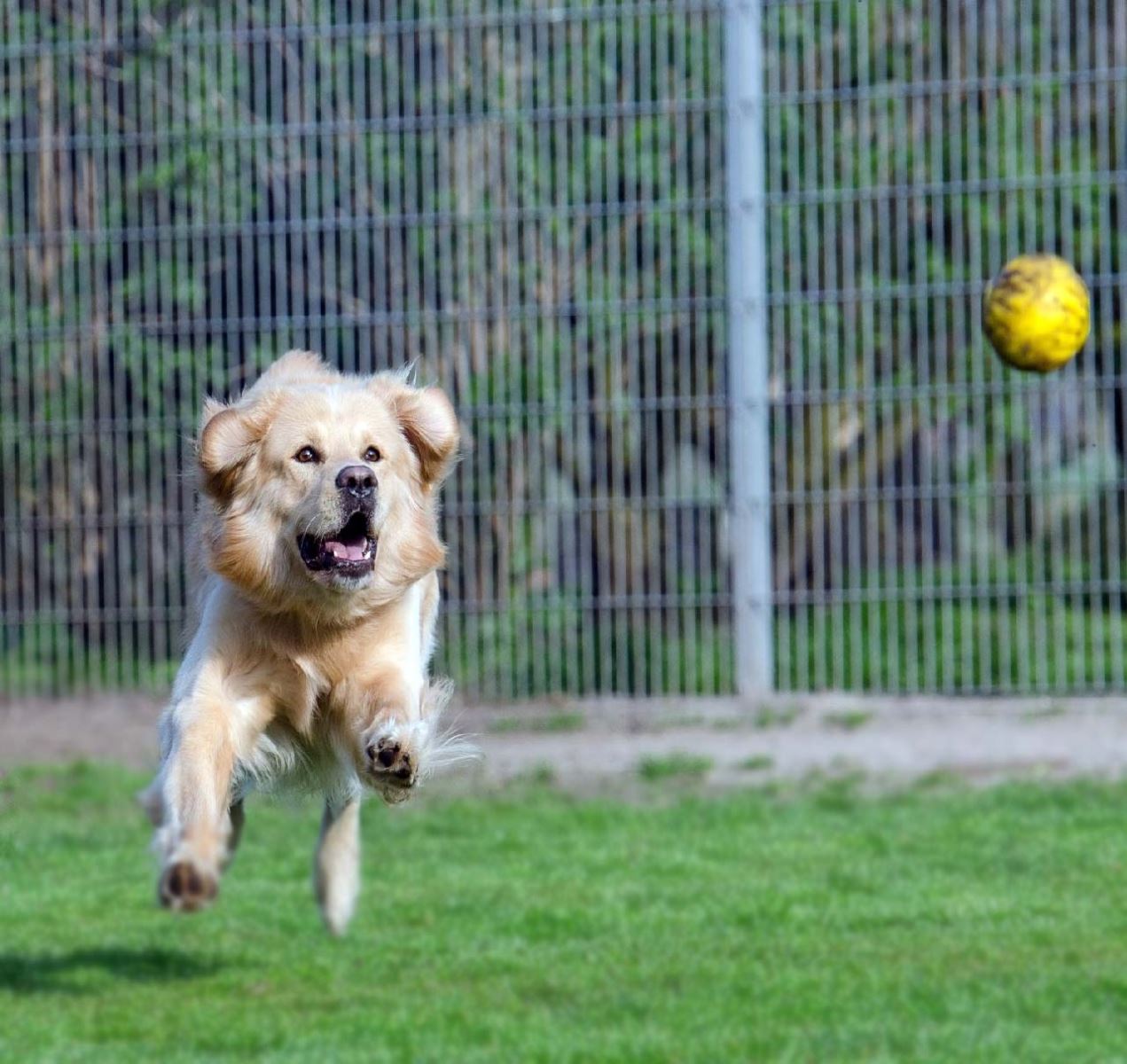 köpek neden bokunu yer