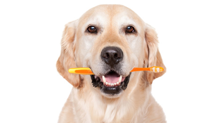 Kopeklerde Agiz Ve Dis Bakimi Nasil Yapilir