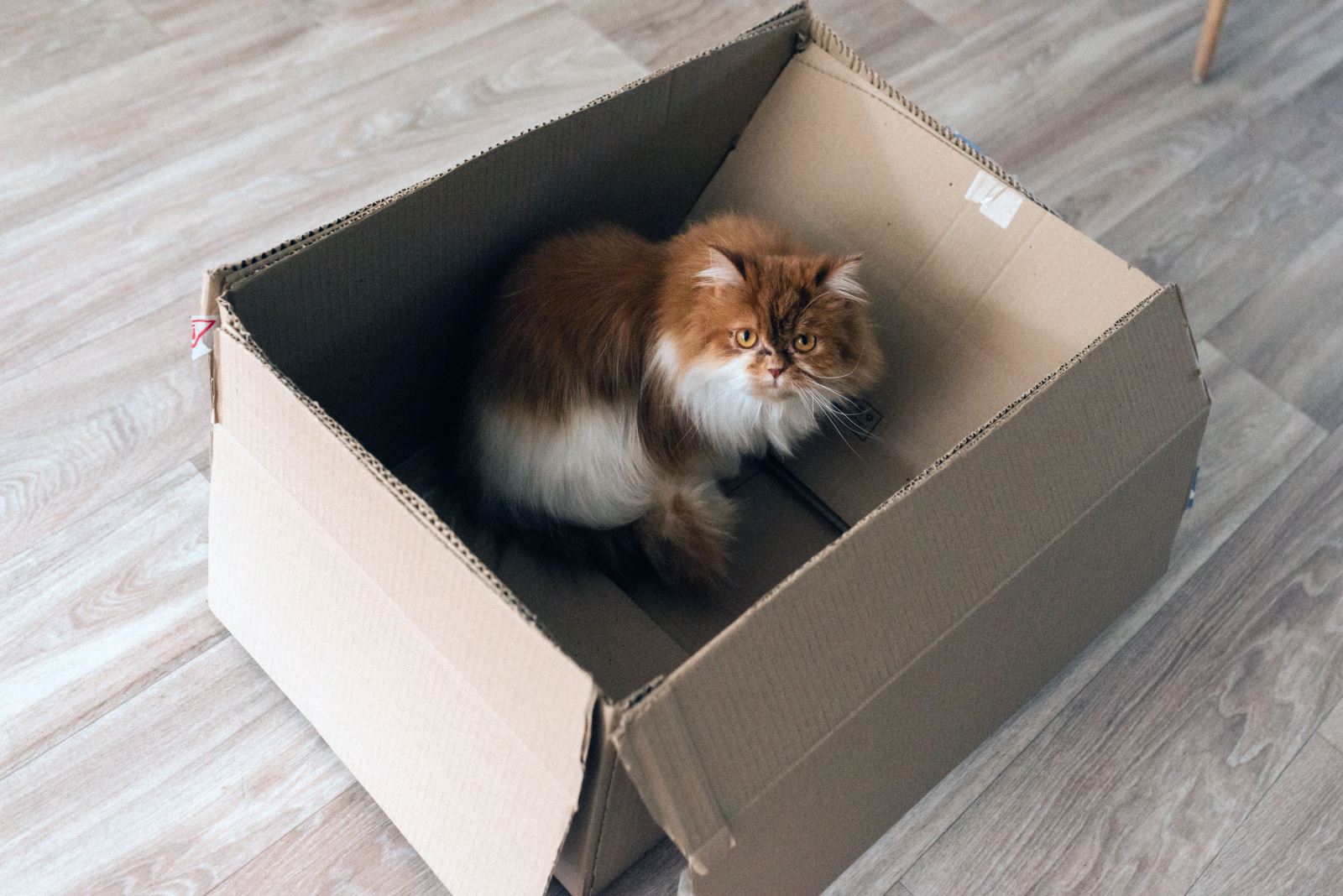 eve kedi girmesi