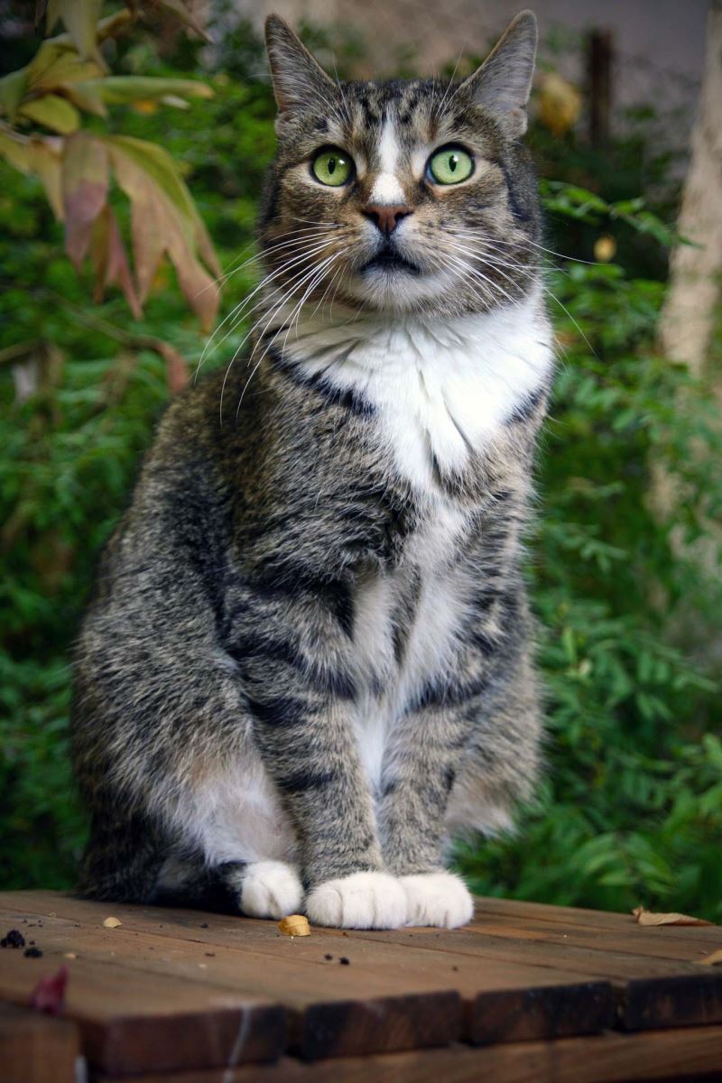 Kediler Kaybolduklari Zaman Evini Bulabilir Mi Kediler Kaybolduklari Zaman Evini Bulabilir Mi