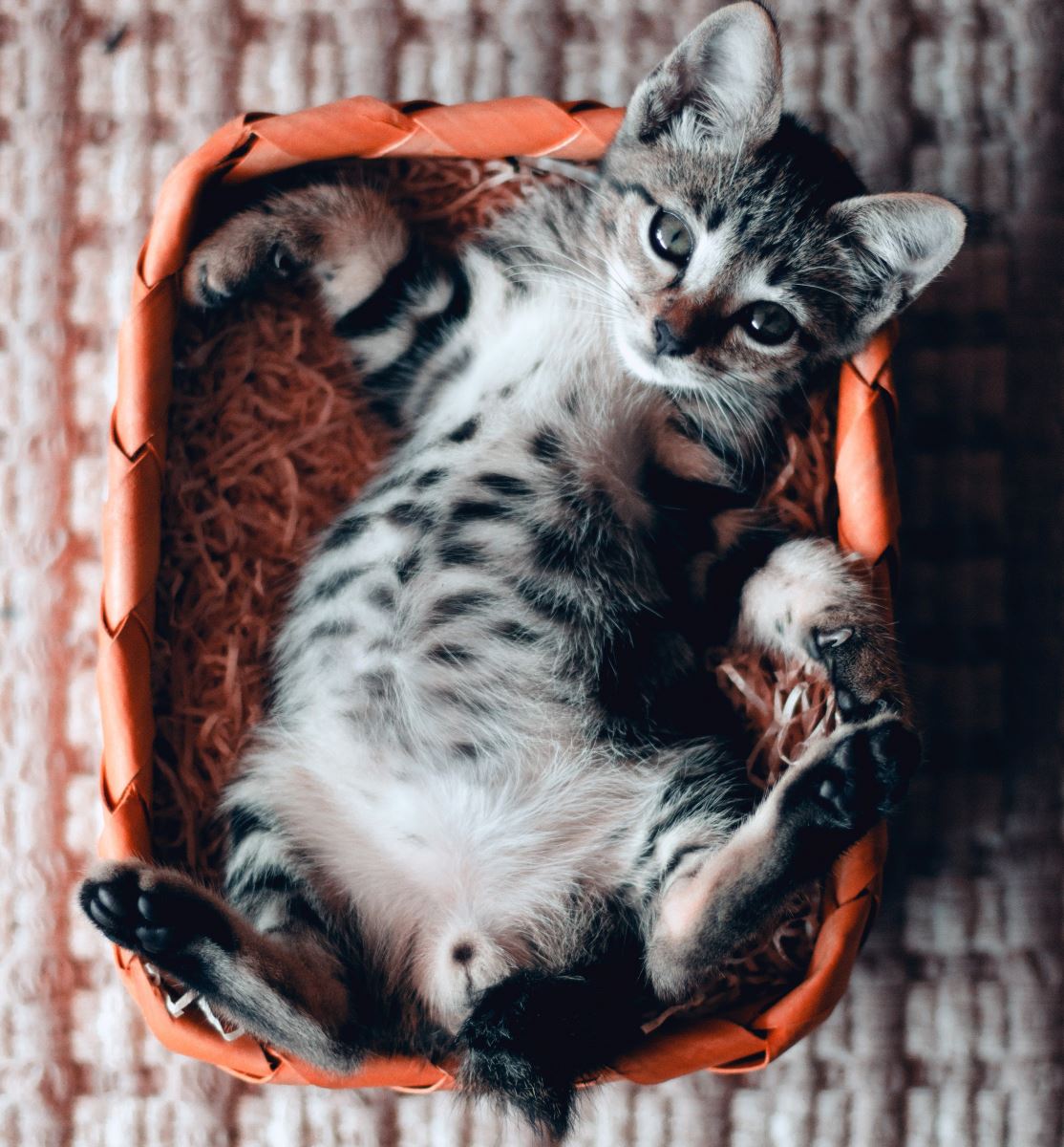 kedi göz iltihabı evde nasıl tedavi edilir