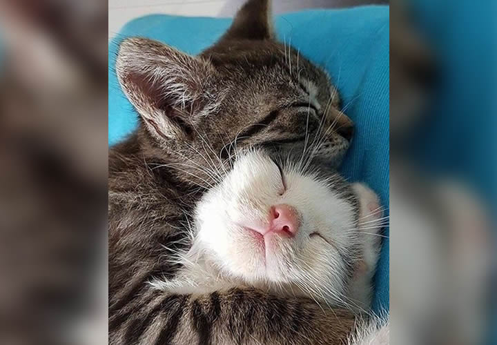 kedi neden sürtünür