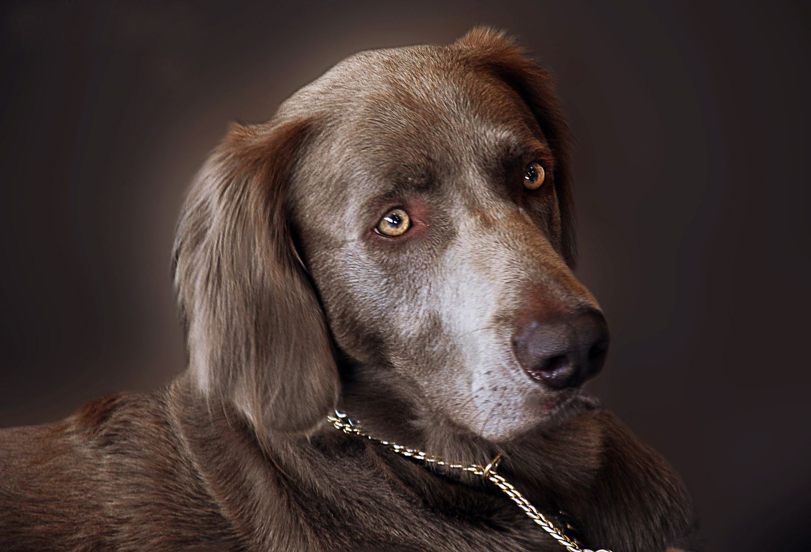 Bir Köpeğin Burnu Sağlığı Hakkında Size Ne Anlatabilir?