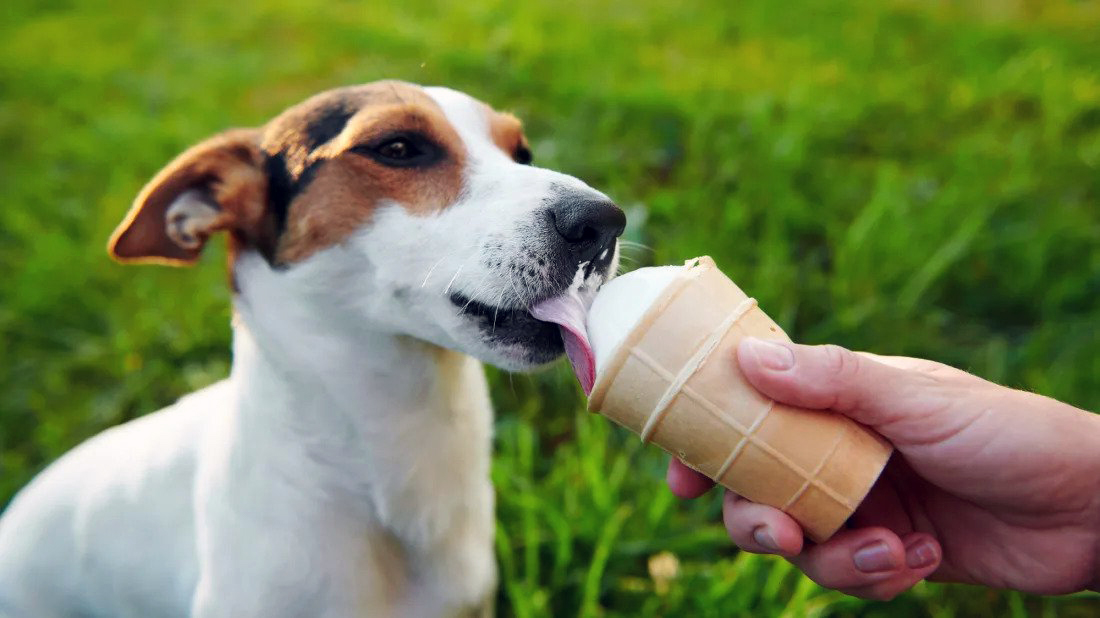 Köpekler Dondurma Yiyebilir mi? Sağlık Endişeleri