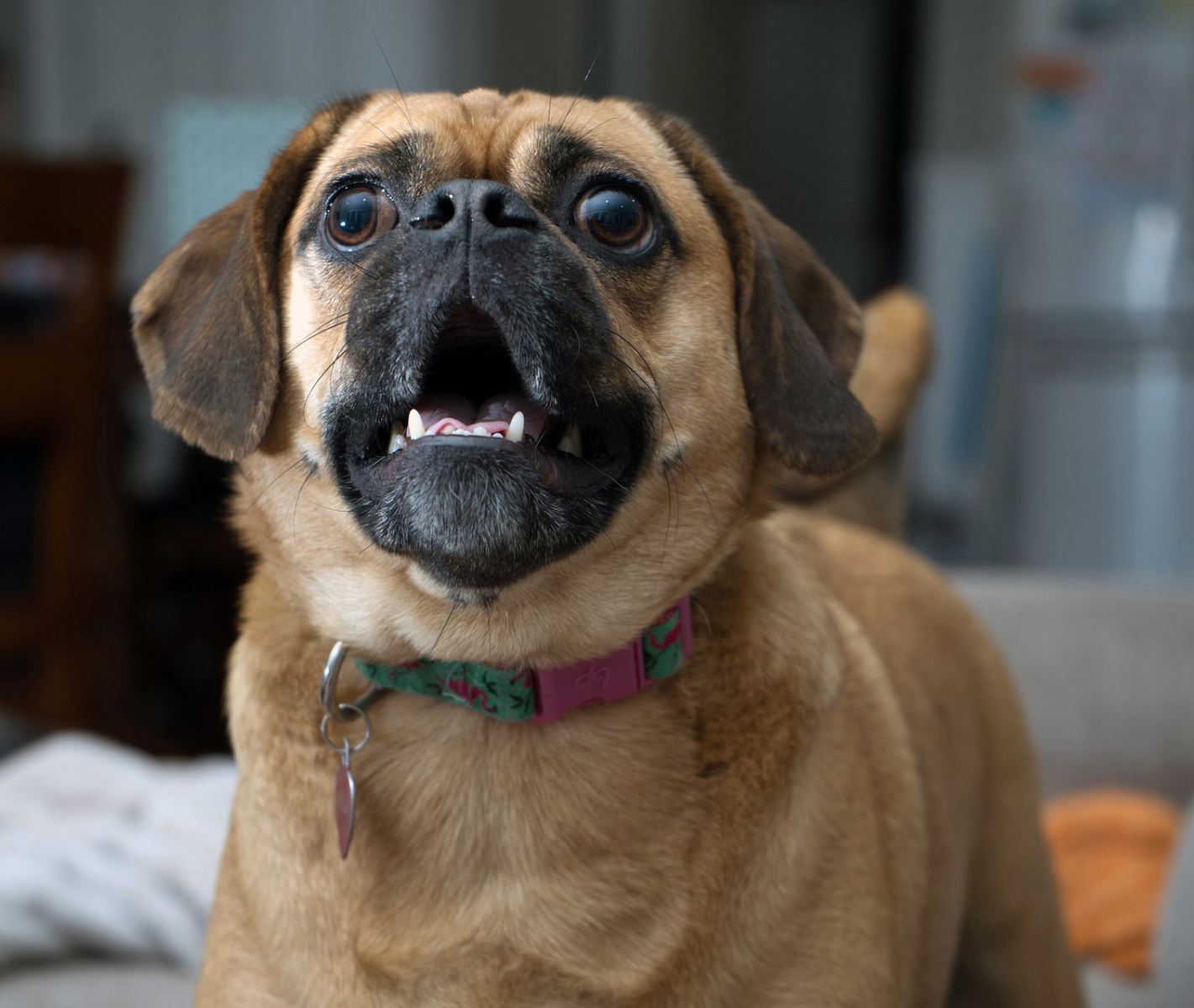 Köpeğinizin Kötü Alışkanlıklarını Nasıl Durdurabilirsiniz?