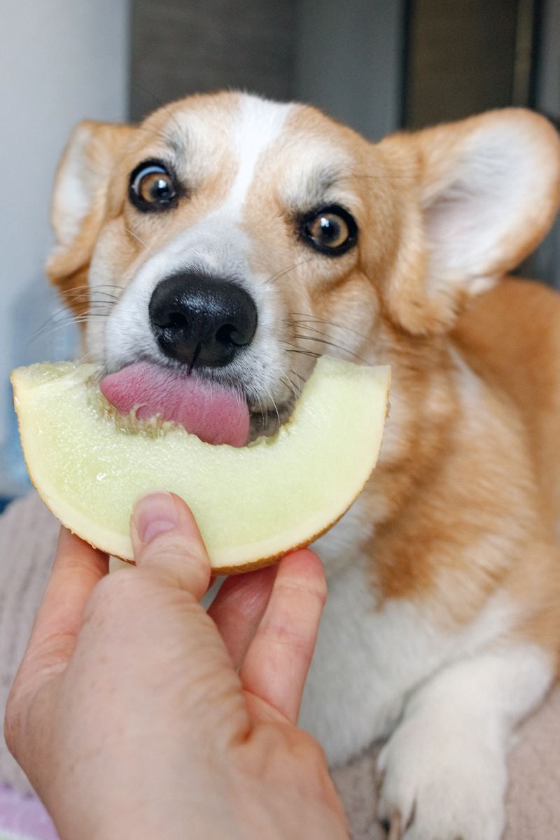 Köpekler Hangi Meyveleri Yiyebilir?
