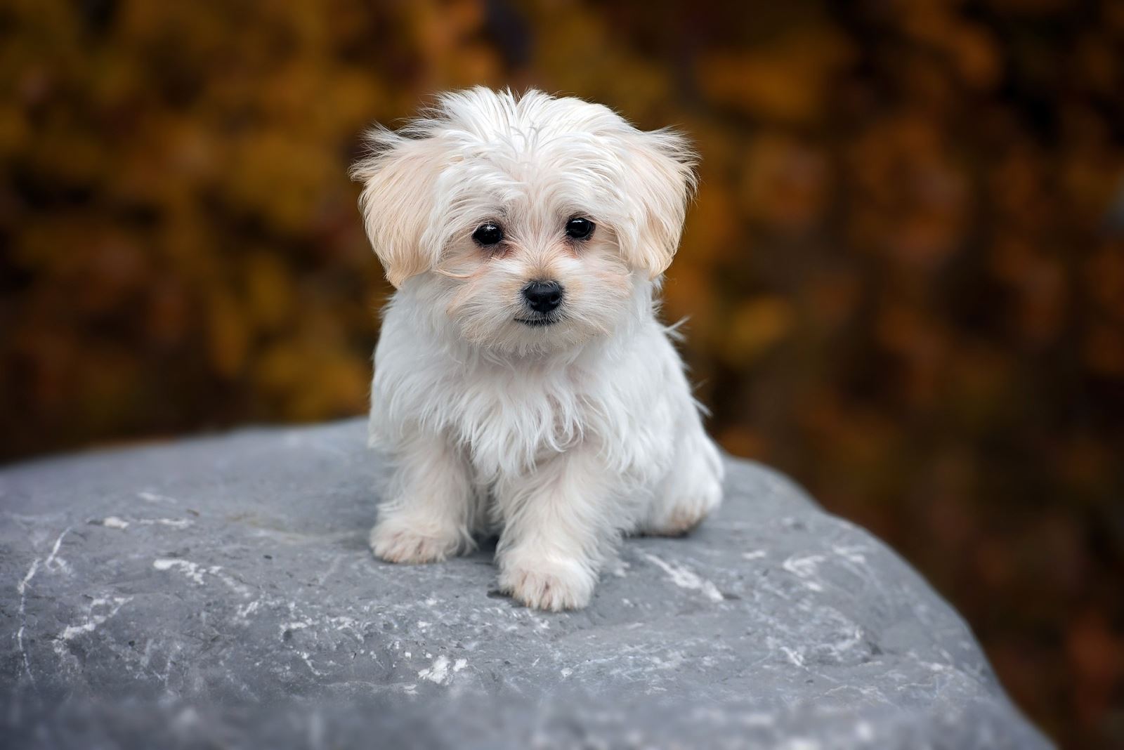 Yavru Köpeklerde Kusma