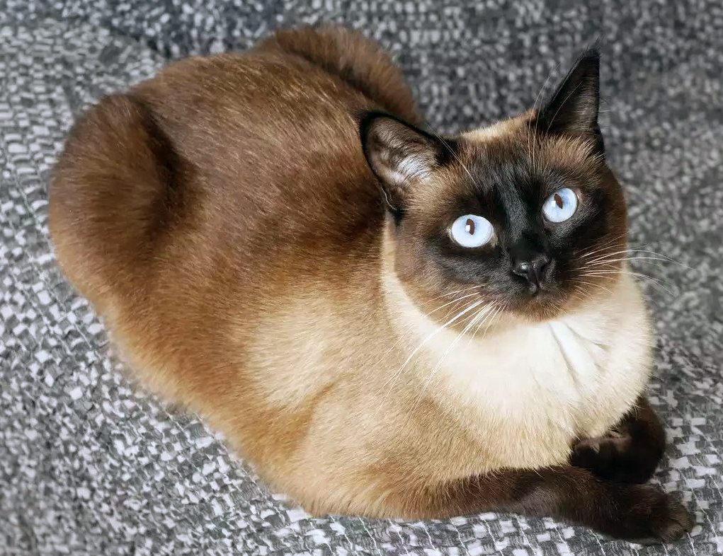 Kediniz Saf Bir Irk mı? Melez ve Safkan Kedi Farkları