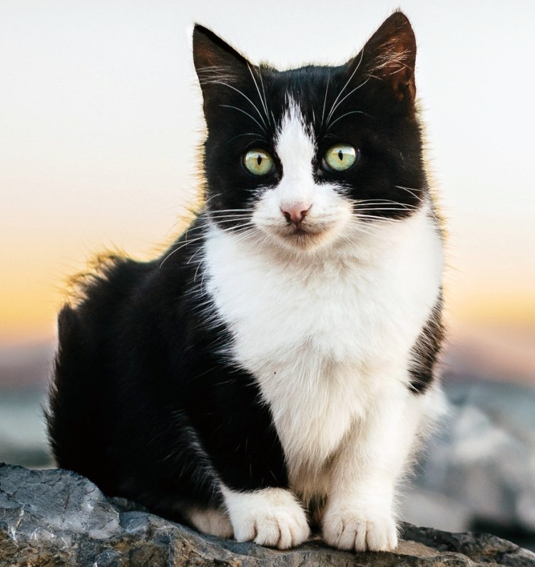 Kediniz Saf Bir Irk mı? Melez ve Safkan Kedi Farkları