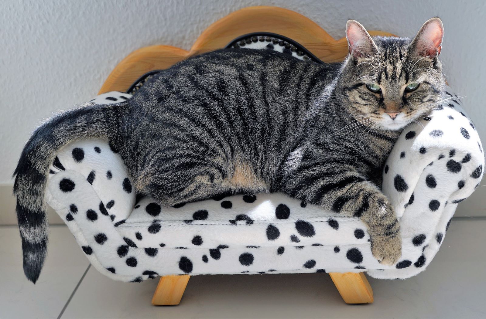 Neden Yetişkin Bir Kedi Sahiplenmelisiniz?