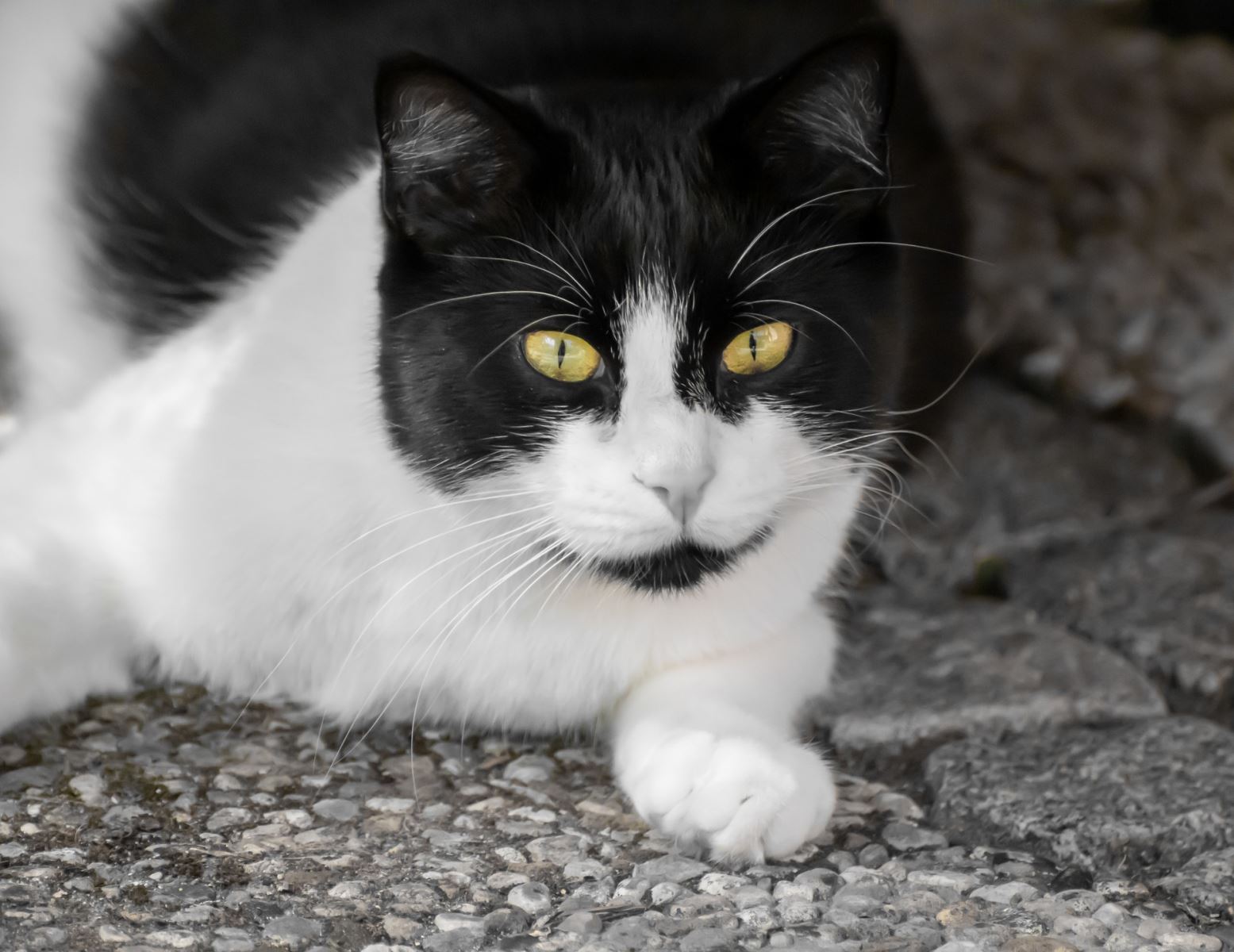 Kediniz Saf Bir Irk mı? Melez ve Safkan Kedi Farkları
