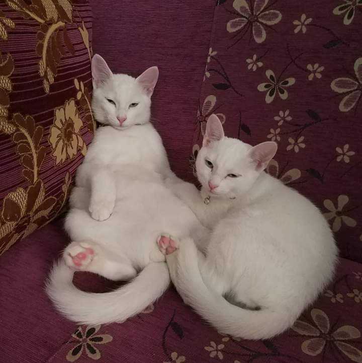 Saadetbekir