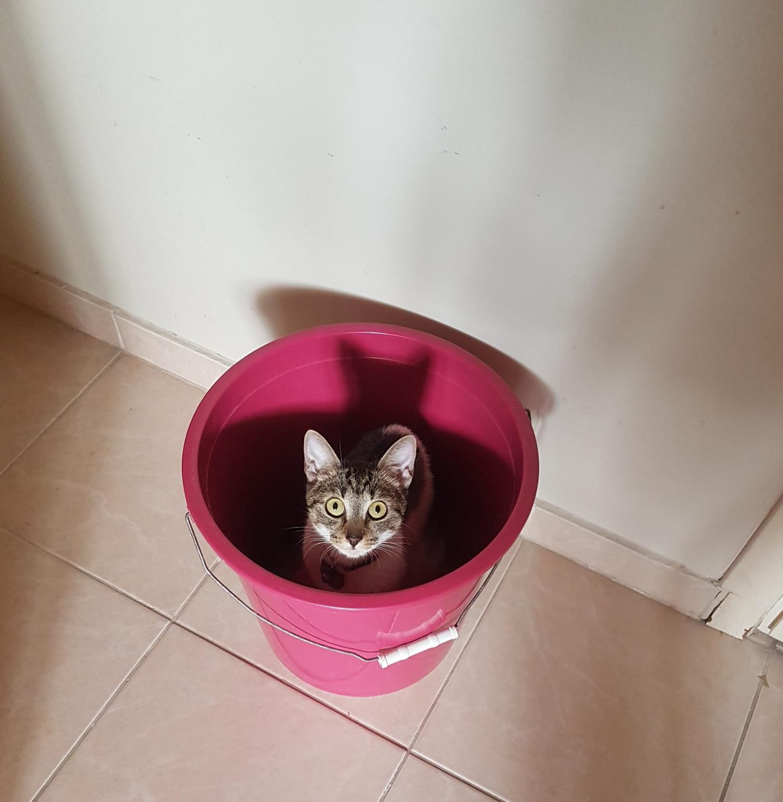 Boncukmüezza