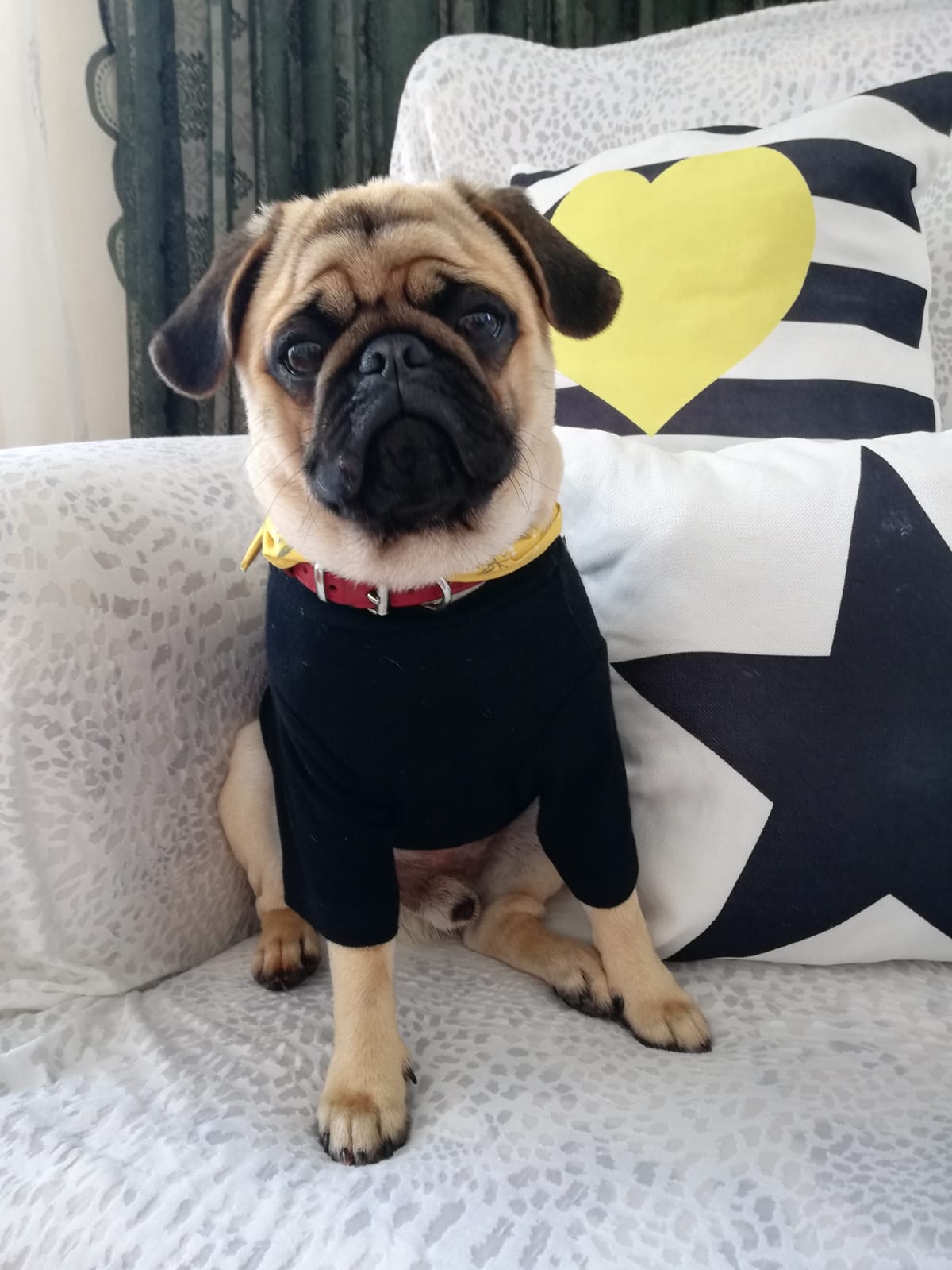Pars_mavi_pug