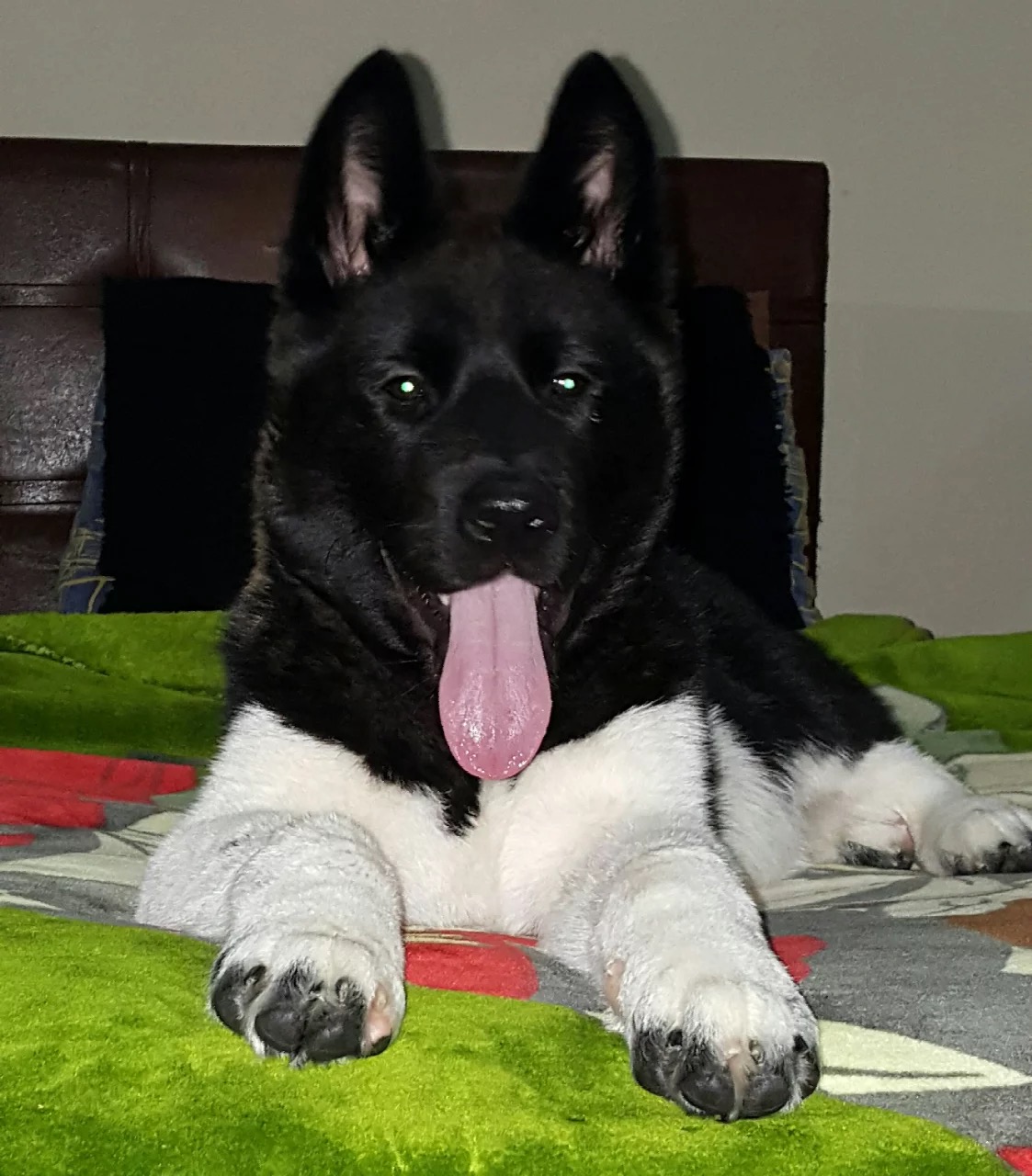 bayblack