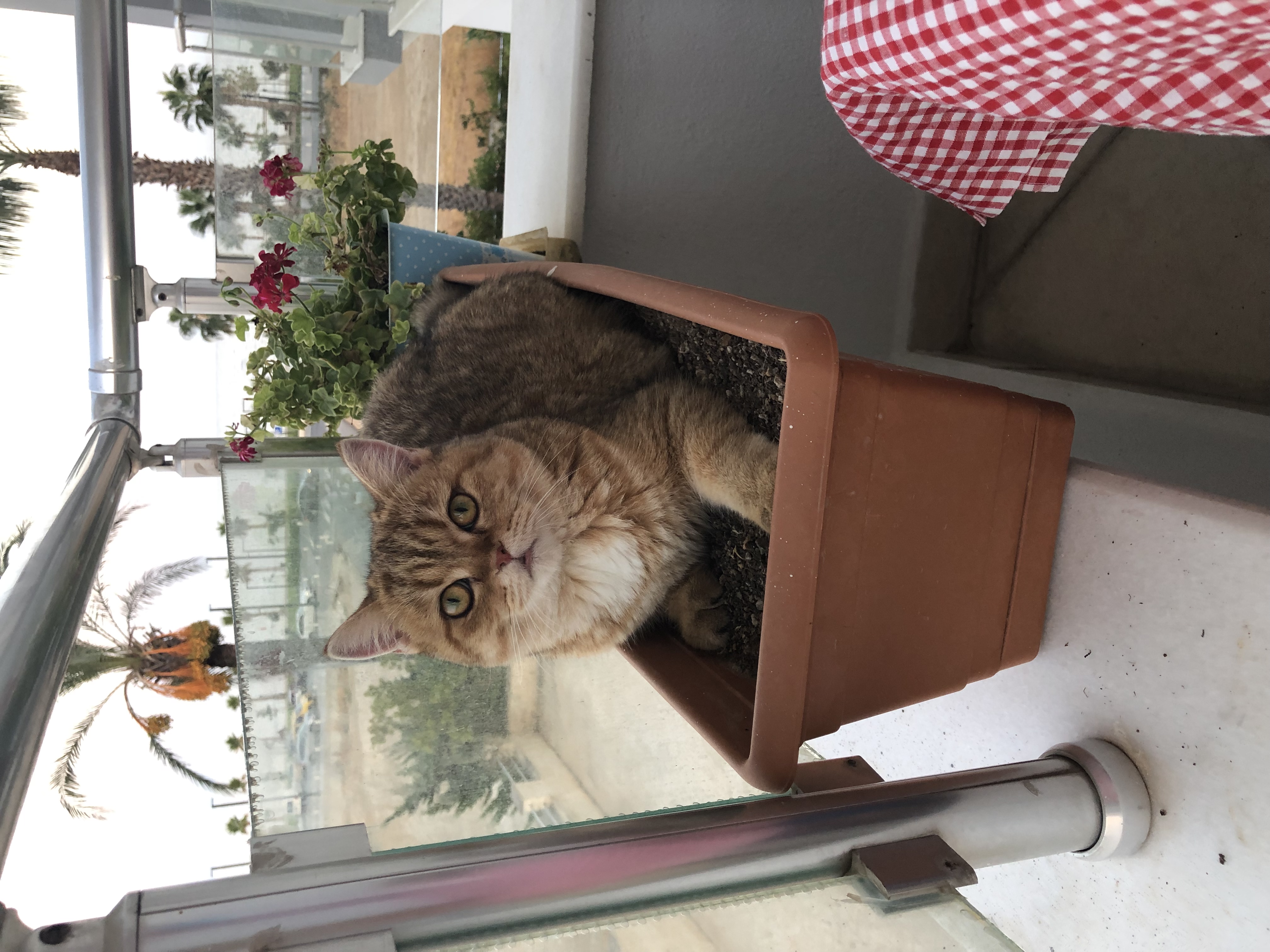 balkız