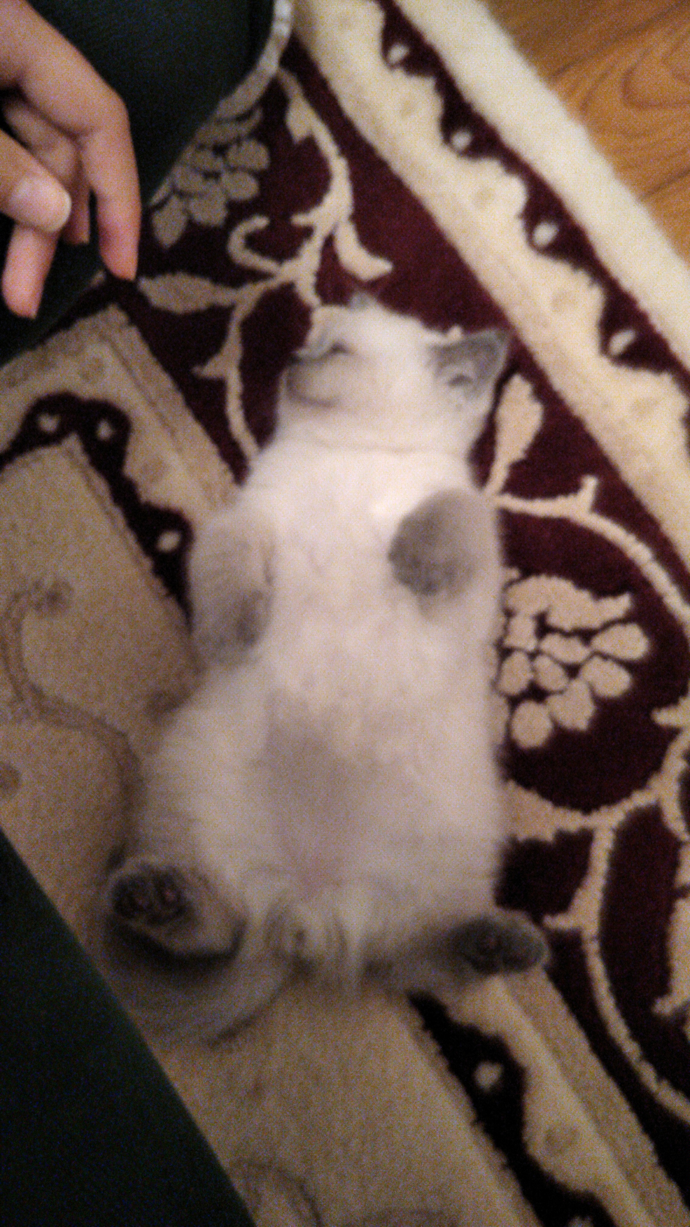 Çakır
