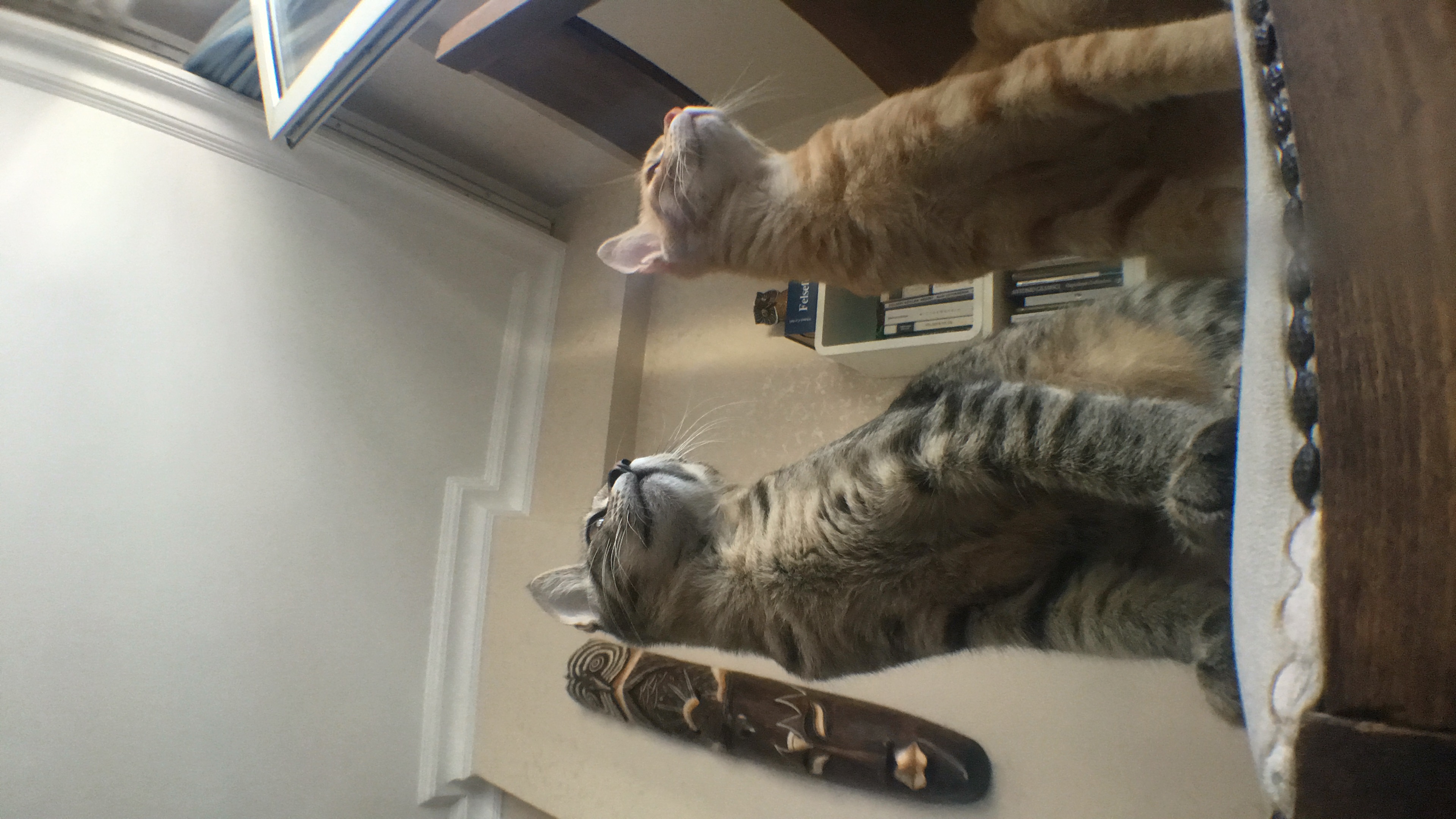 FatihYilmax