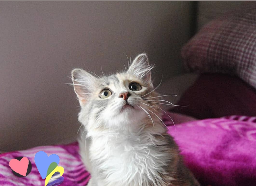 polycat