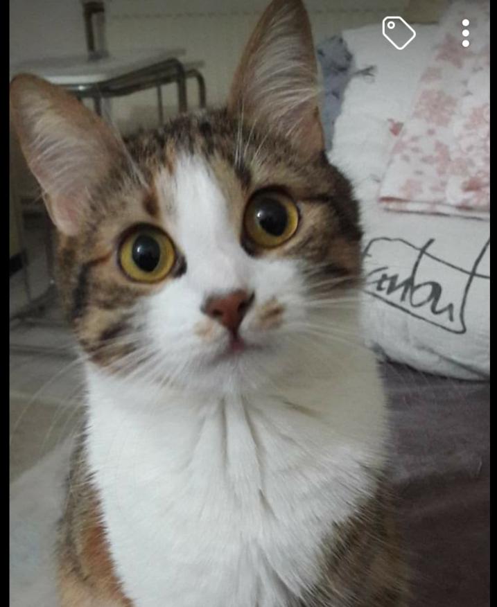 Tarcın bolcal