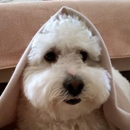 Fili