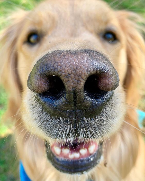 Köpekler Hakkında 10 İlginç Bilgi