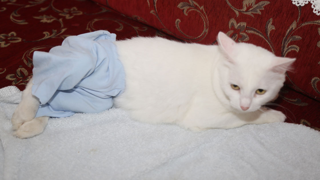 felçli kedi bezi