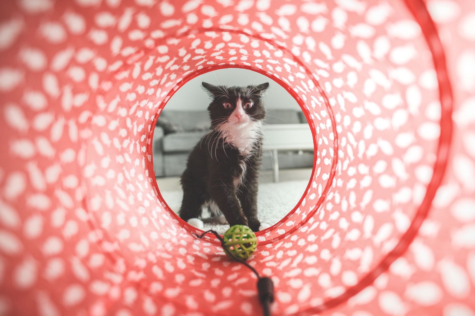 kedi yavruları gözlerini ne zaman açar