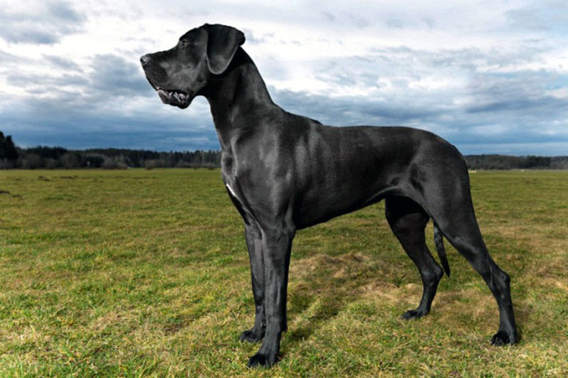 Danua Cinsi Köpek Bilgileri ve Kişilik Özellikleri