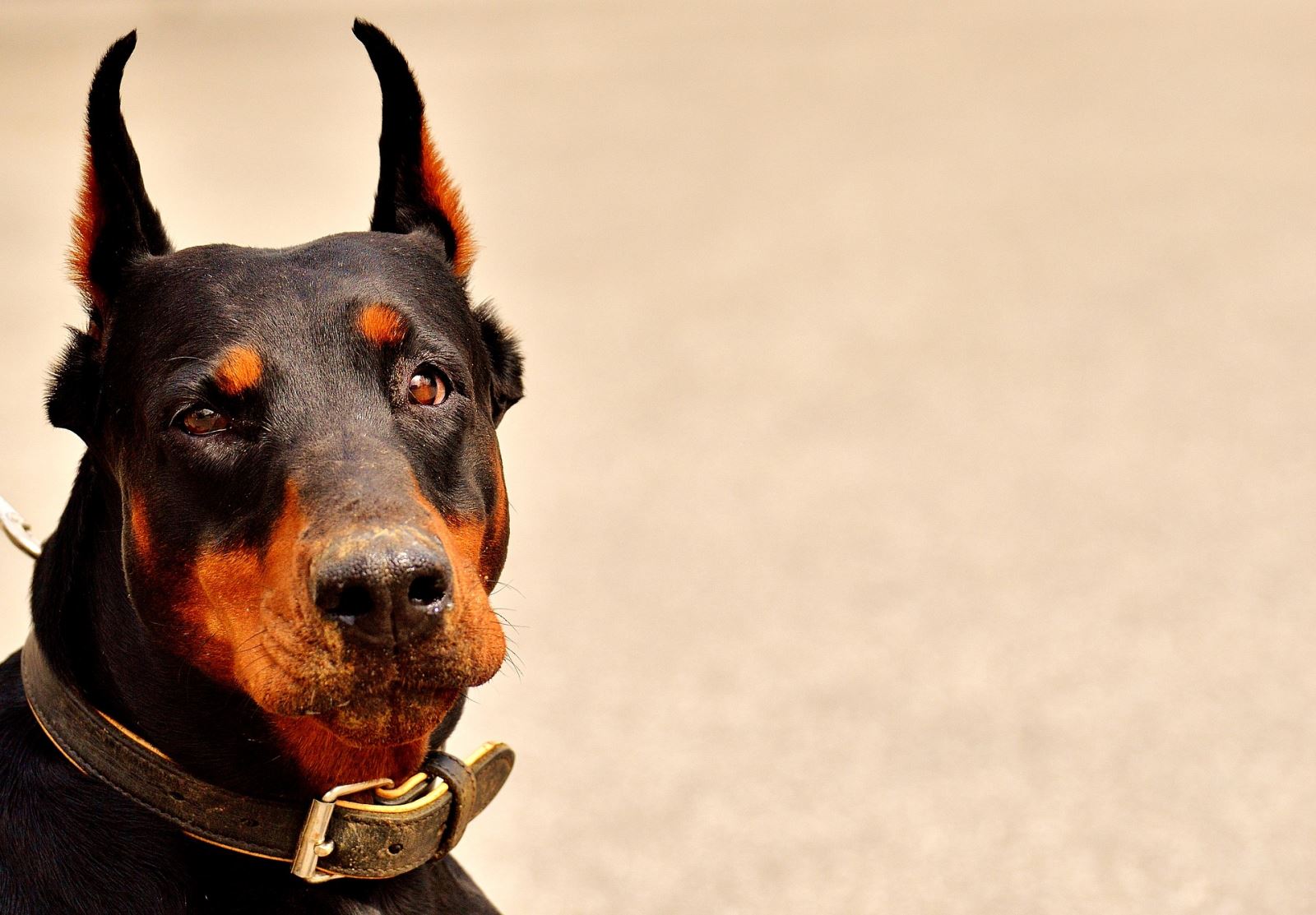 golden cinsi köpekler kaç yıl yaşar
