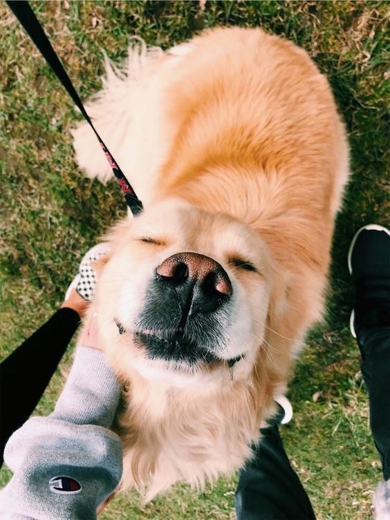 köpekler durduk yere neden saldırır