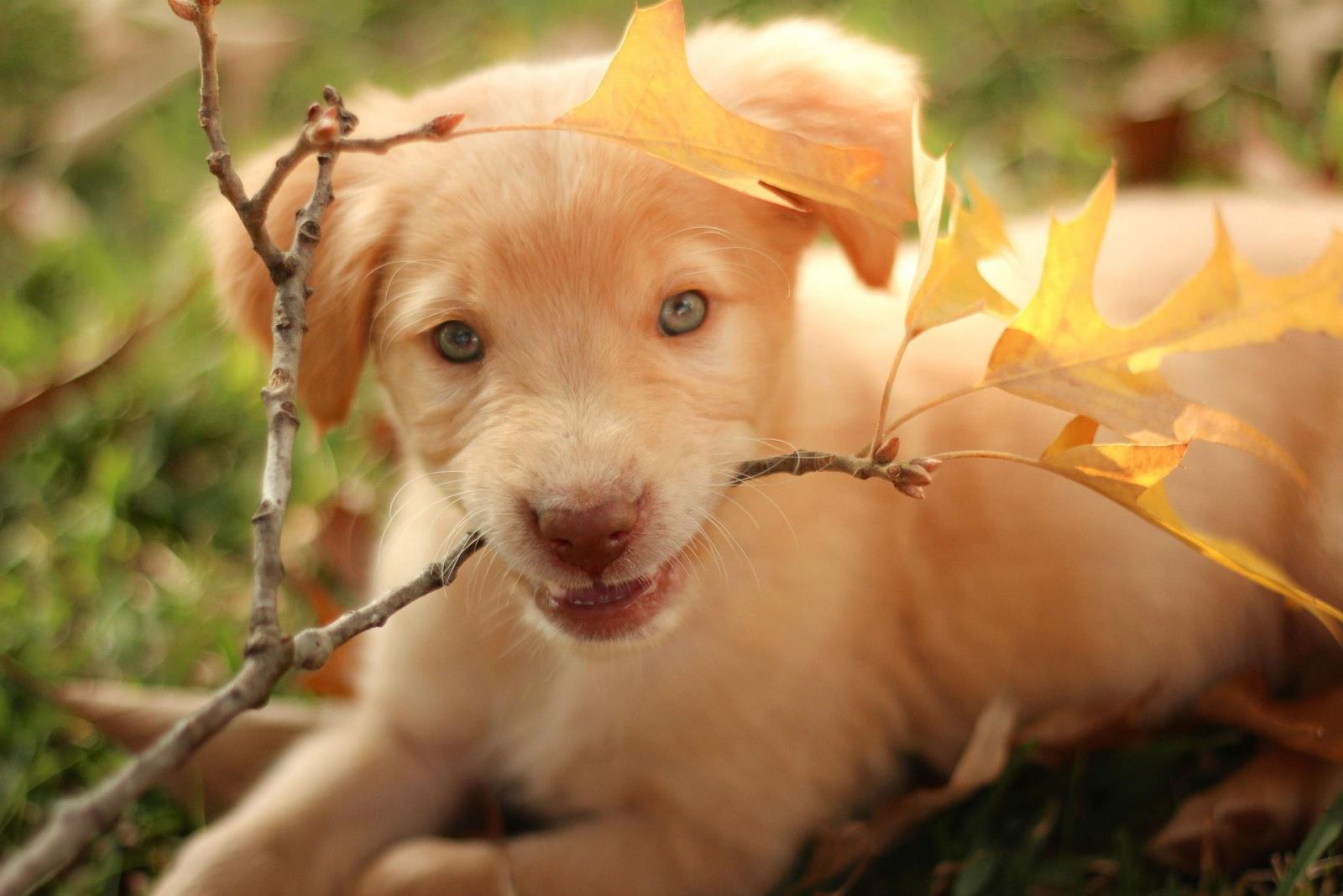 Golden Retriever Kopek Hakkinda Bilgiler Ozellikleri Ve Bakimi