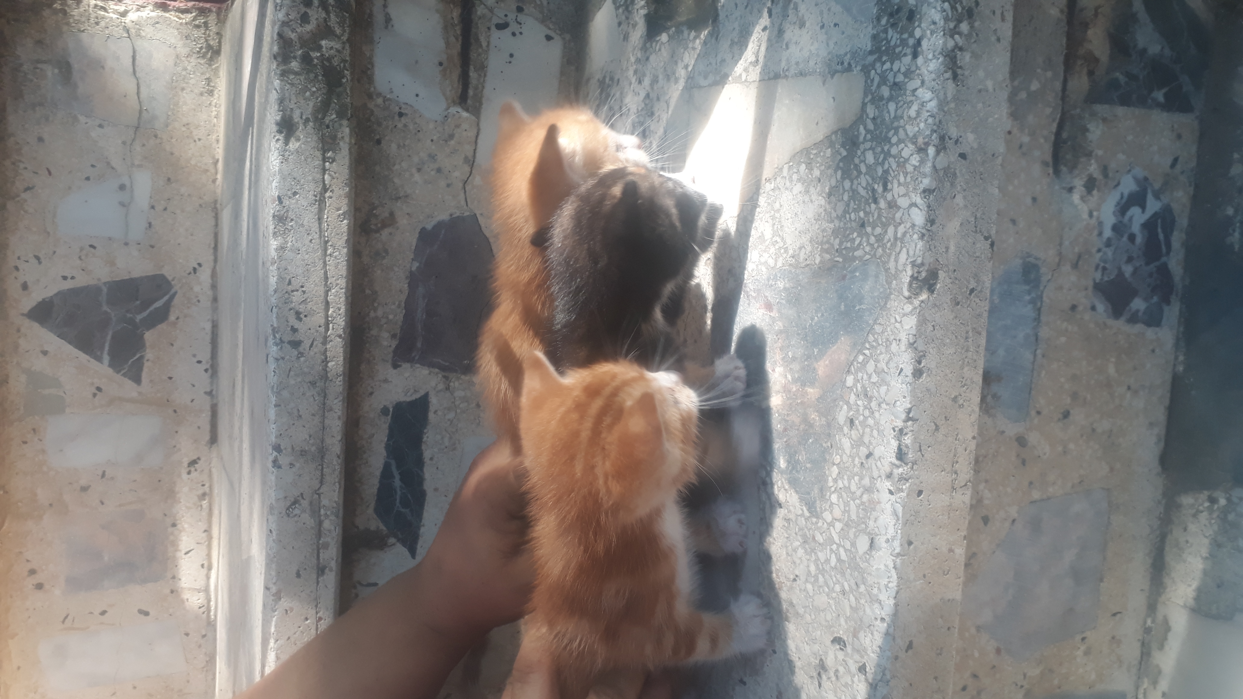 3 annesiz 10 günlük kedi evlerini arıyor