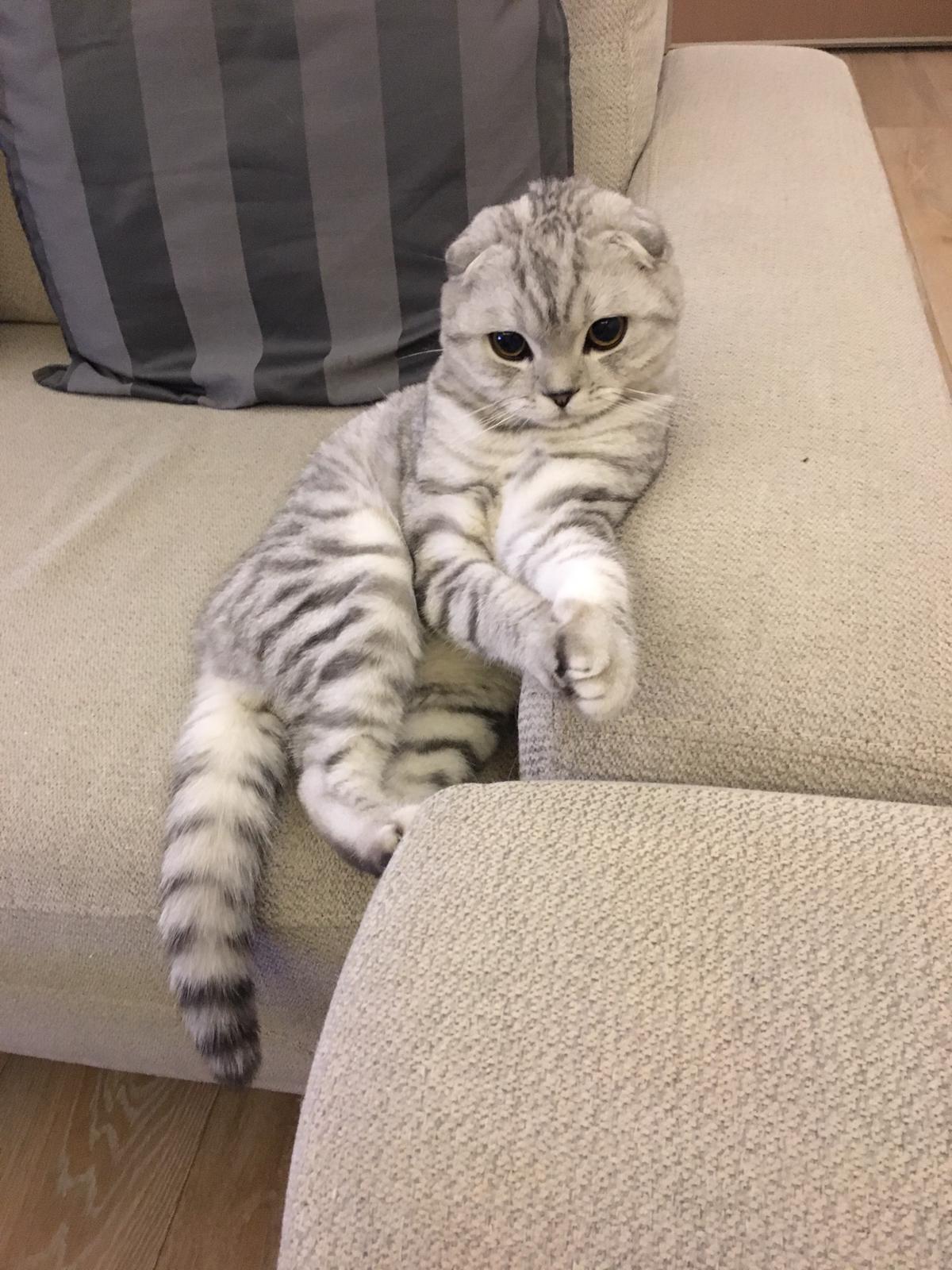 Scottish Fold oğlumuza eş arıyoruz!!!