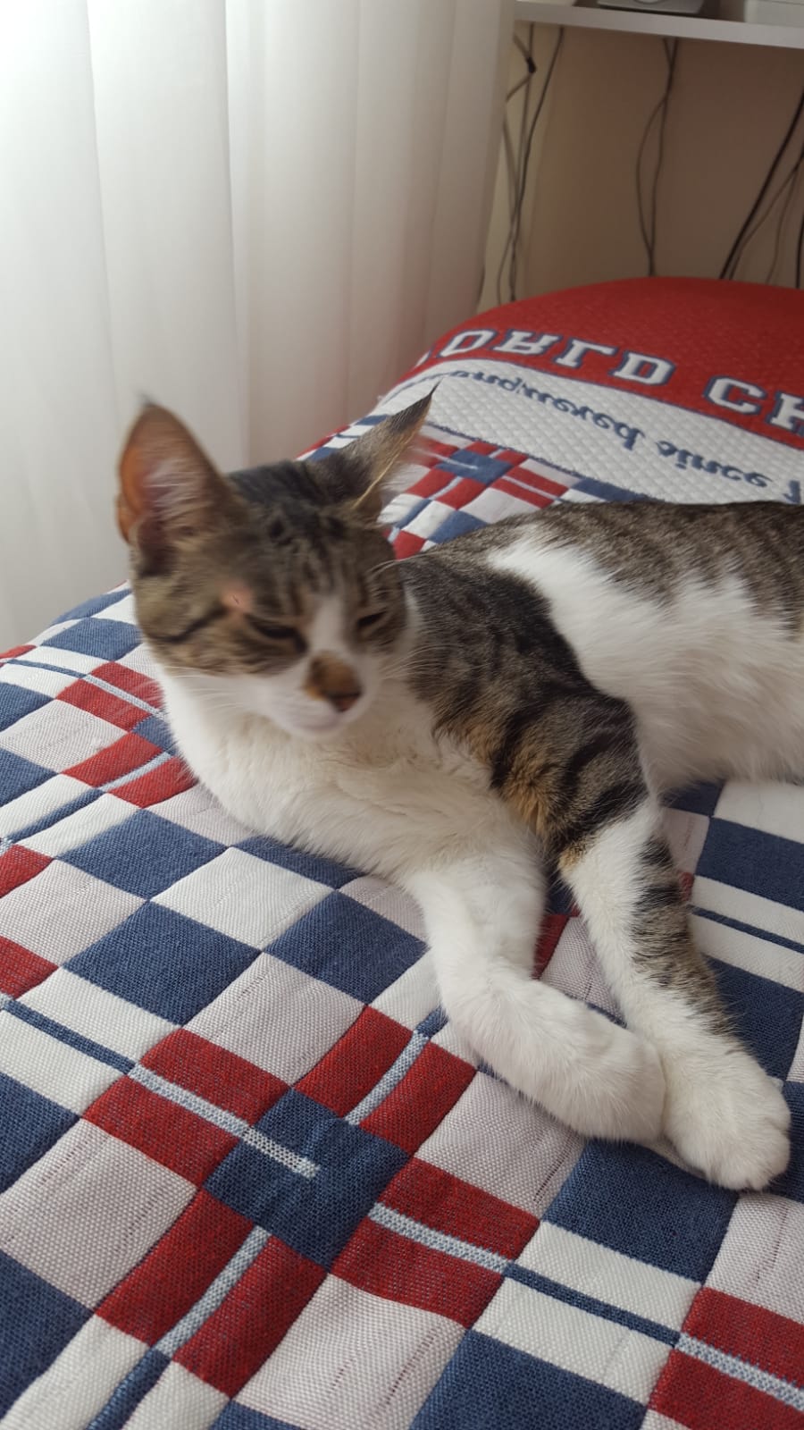 Kedi sahiplendirme
