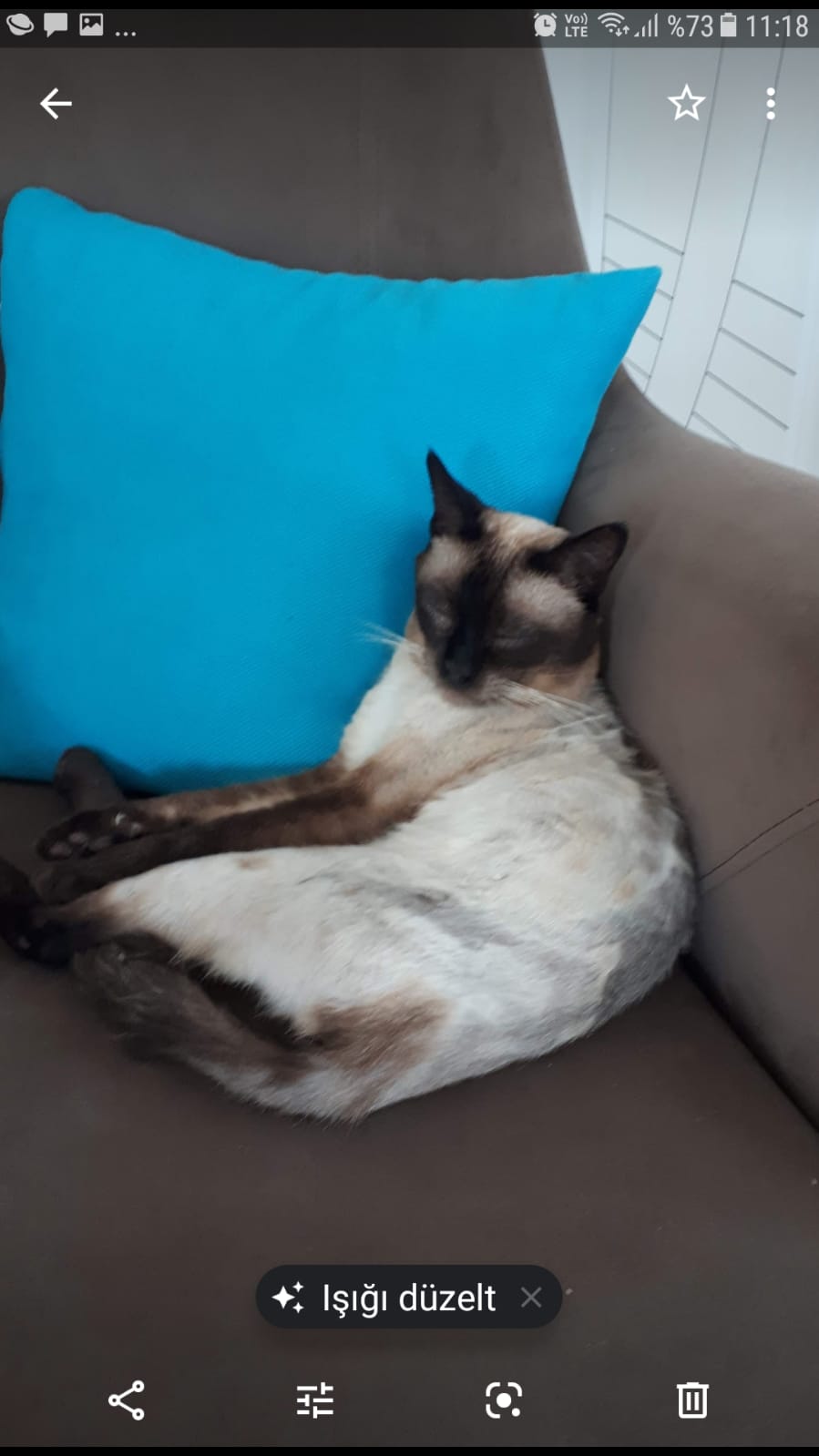 Siyam Kedisine Yuva Arıyoruz