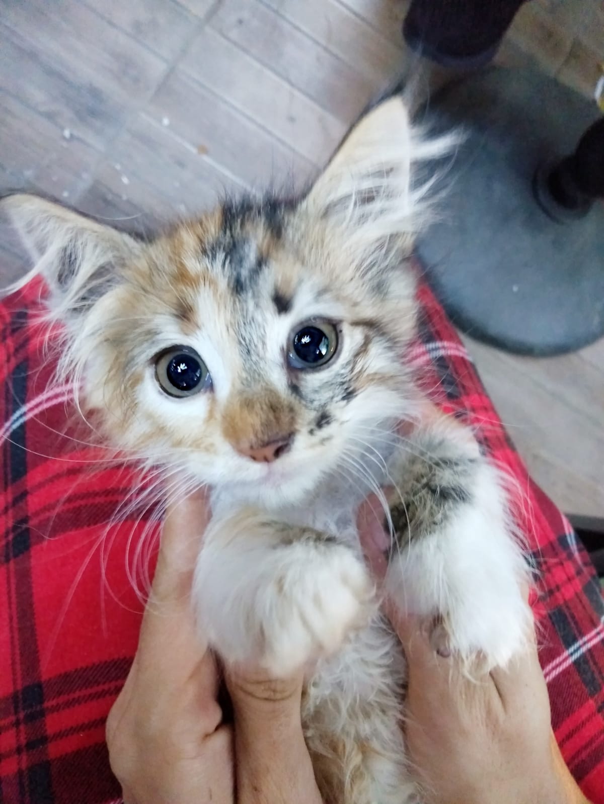 Super Puff yavru kedi yuva arıyor!