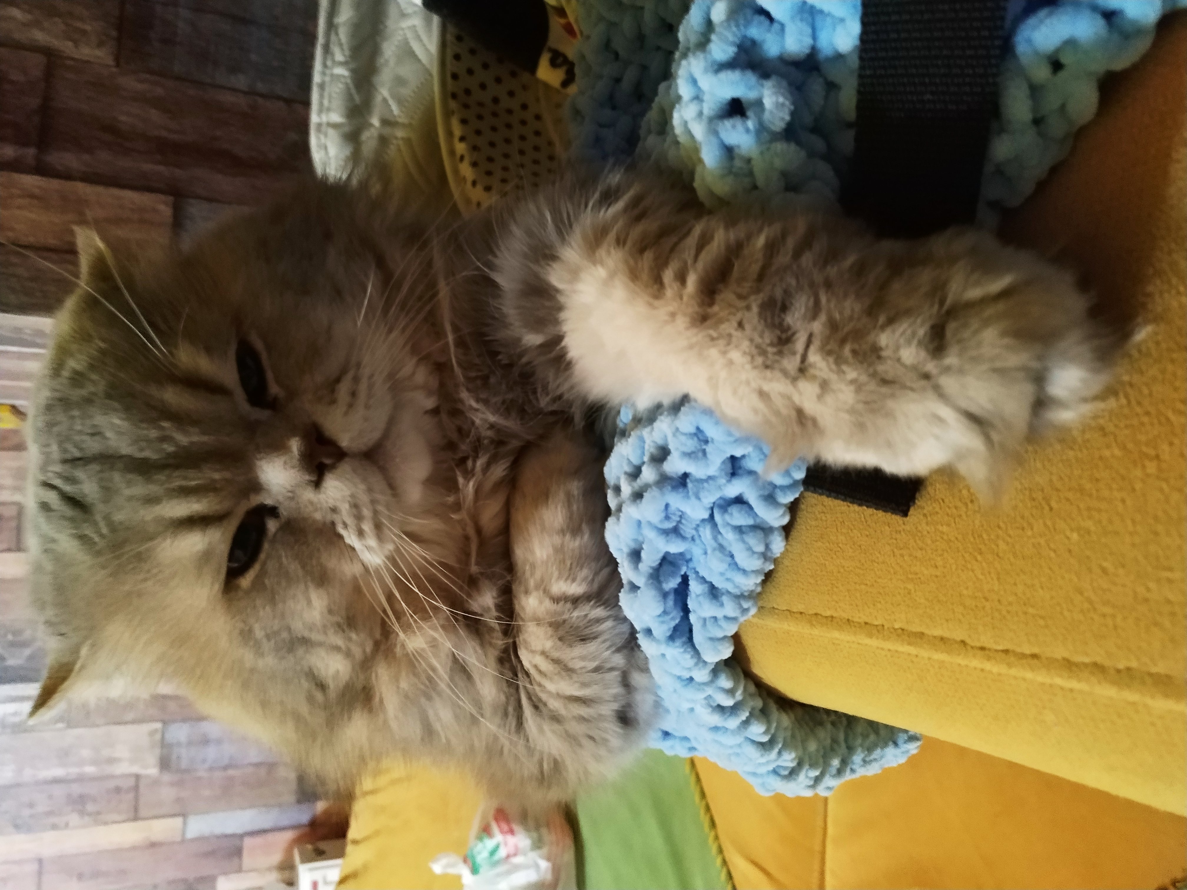 Erkek Kedime Es Ariyorum